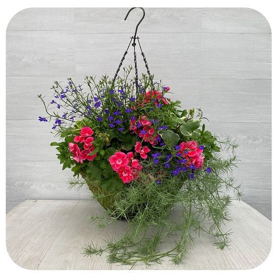 Moss Hanging Basket Sun - Two tone Geranium with Blue Lobelia