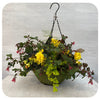 Moss Hanging Basket Shade Yellow Apricot with Trailing Fuschia Mix