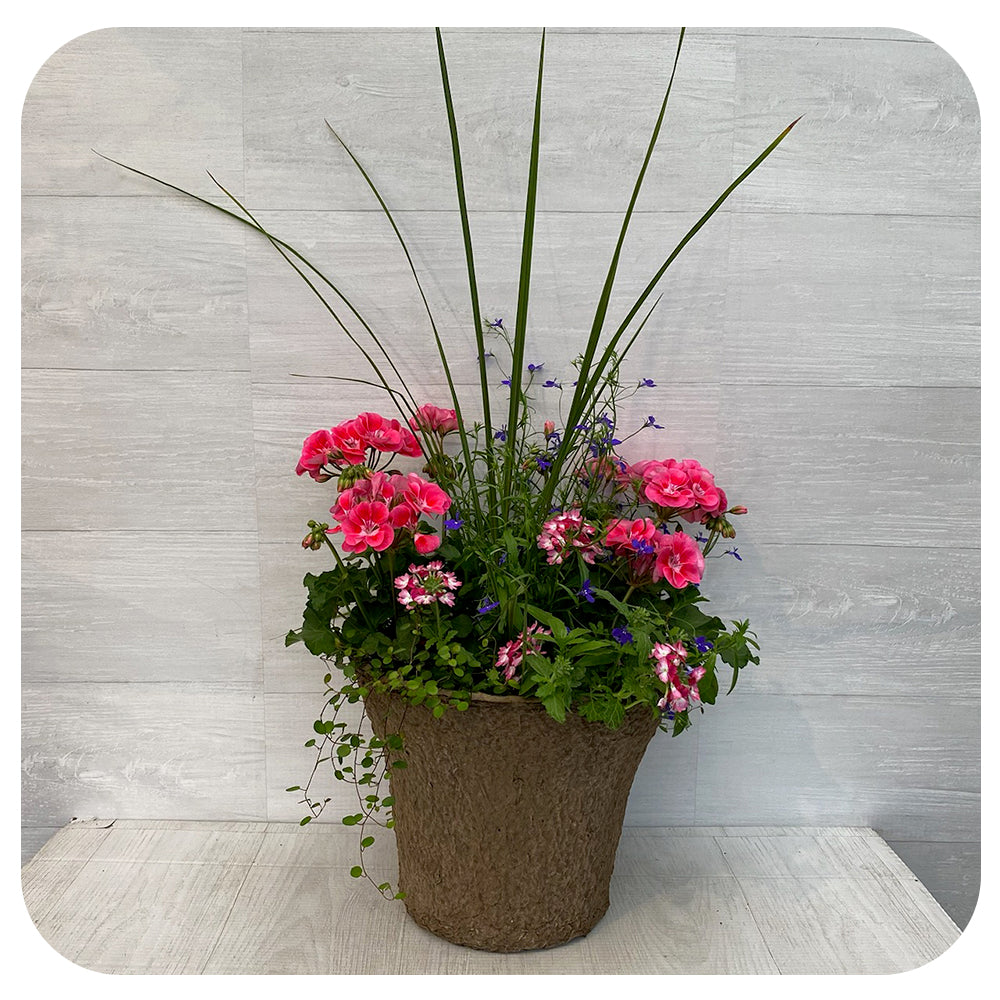 Sun arrangement round - Two tone Geranium with Blue Lobelia