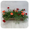 Window Box - Coral Geranium with Blue Lobelia and Red Verbena