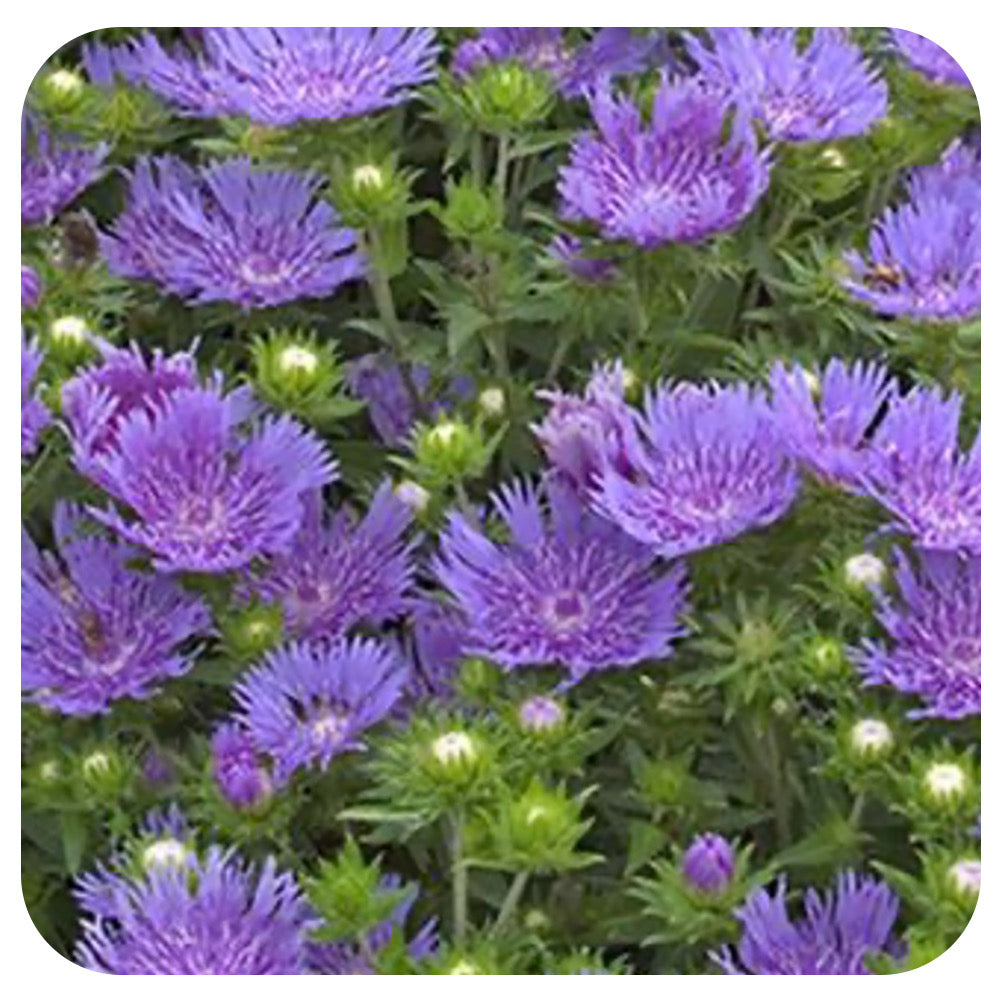 Stokesia laevis 'Peachie's Pick' (Stokes' Aster)