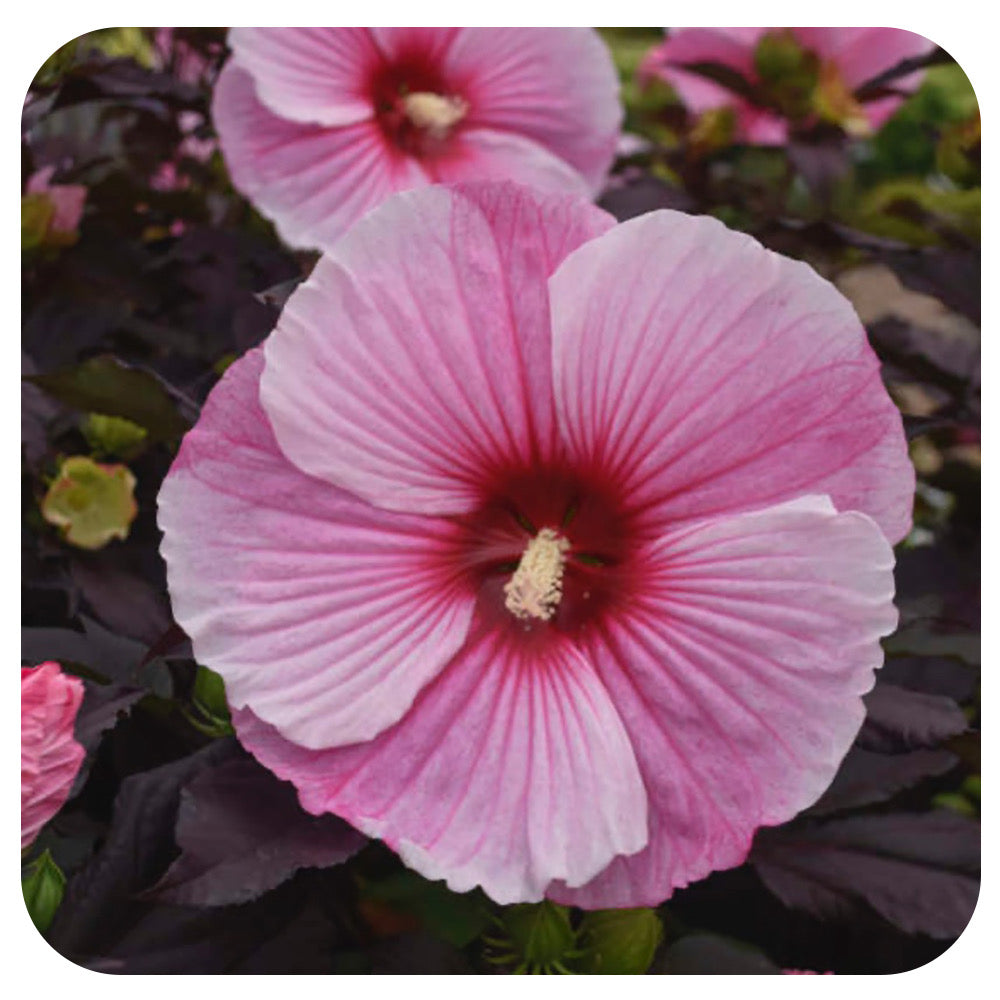 Rose Mallow 'Starry Starry Night' (Hibiscus)