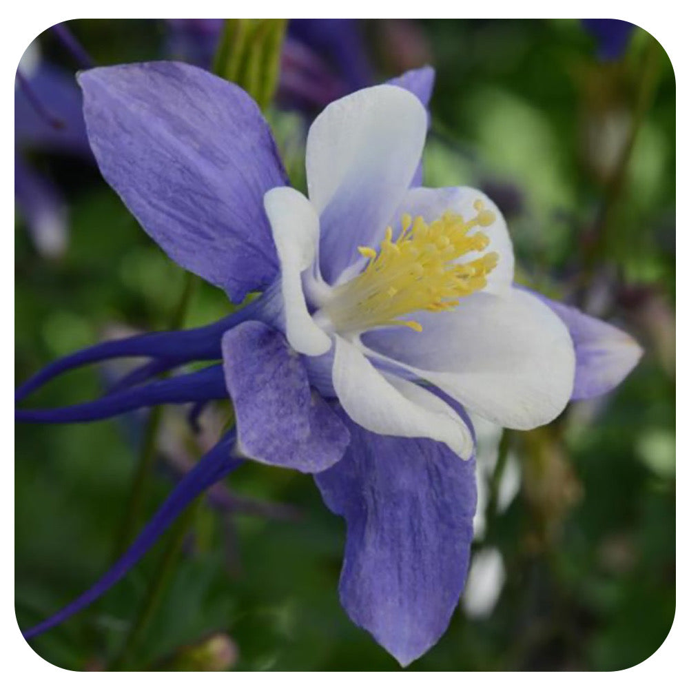 Columbine ‘Earlybird’ Blue and White' (Aquilegia hybrida)