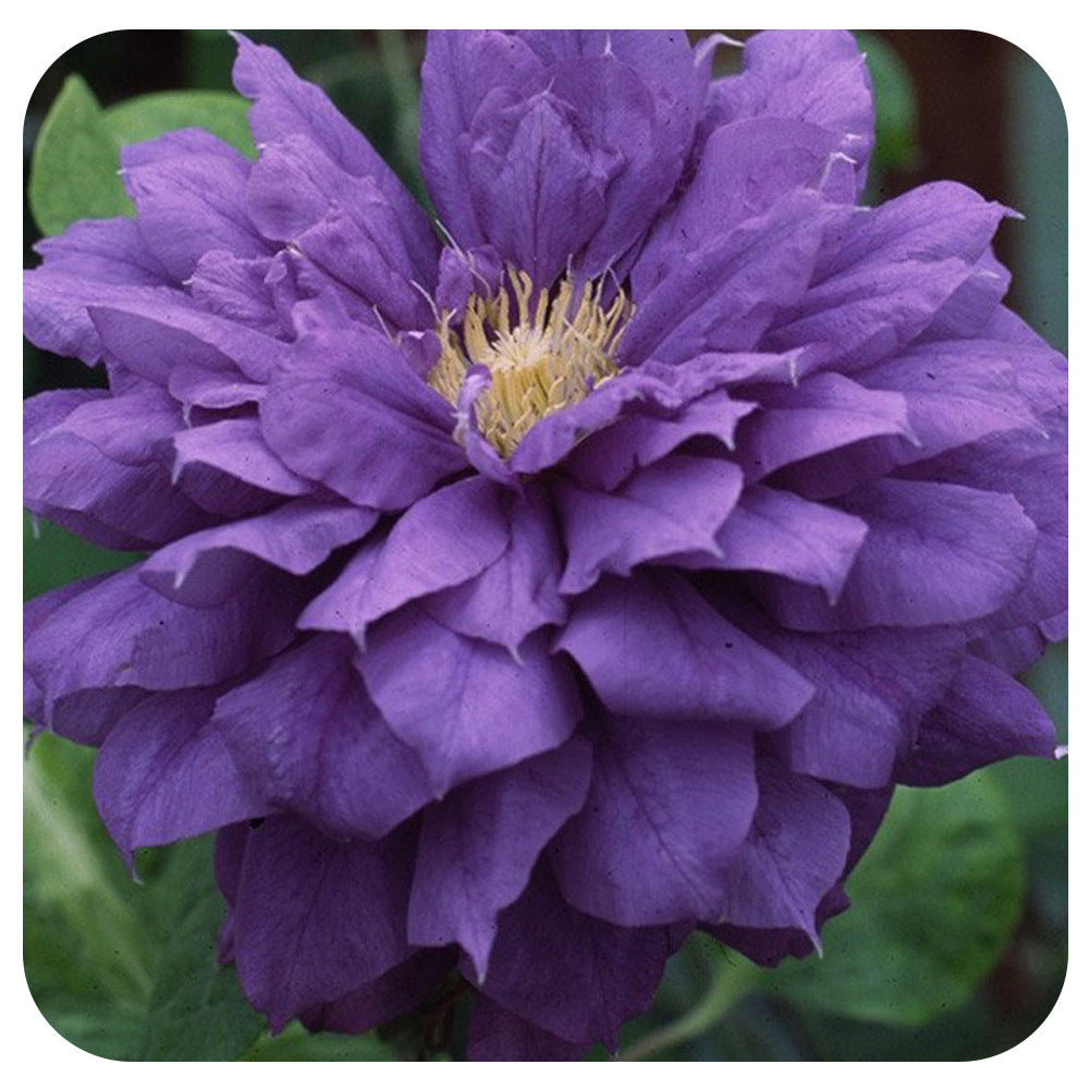Clematis 'Franziska Maria' by Raymond Evison