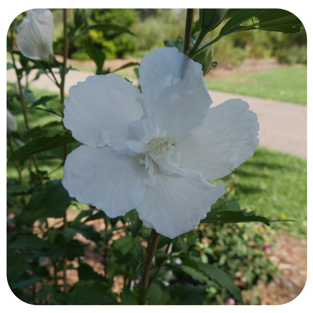 Rose of Sharon 'White Pillar' by Proven Winners (Hibiscus syriacus)
