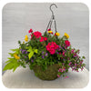 Moss Hanging Basket Sun - Magenta with Scaevola and Creeping Jenny