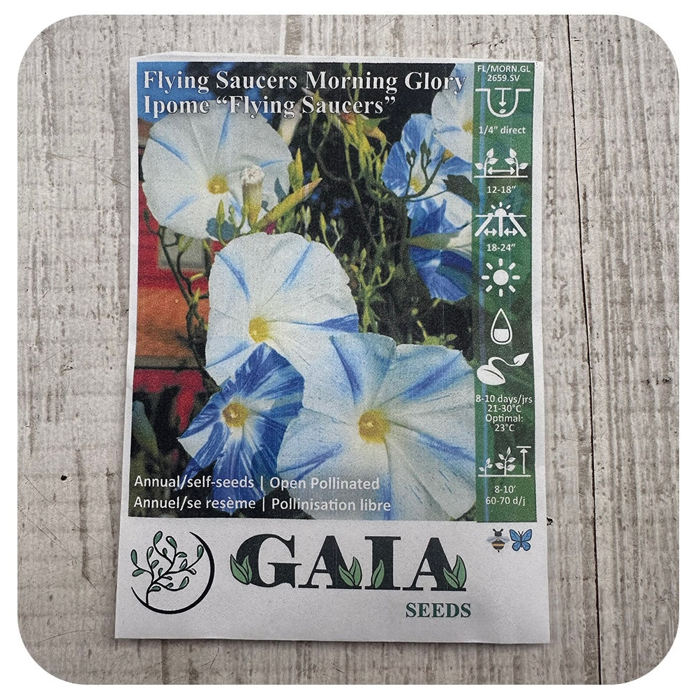 organic morning glory seeds Morning Glory 'Flying Saucers' Seeds (Organic)