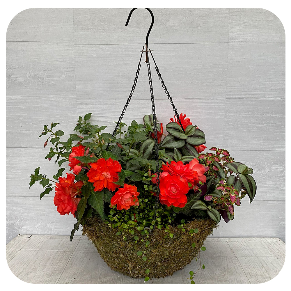 Moss Hanging Basket Shade Orange Mix