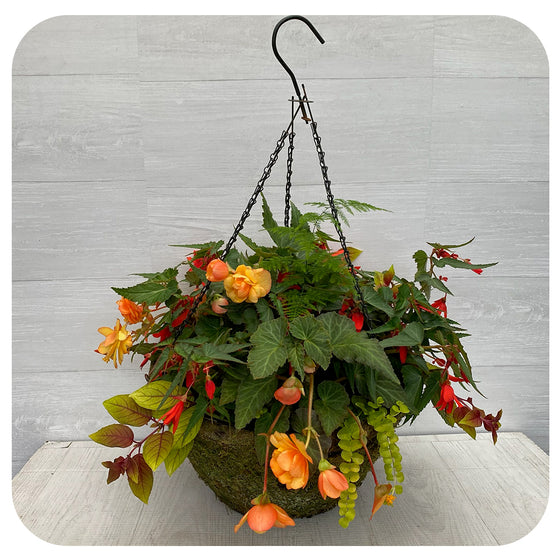 Moss Hanging Basket Shade Orange Apricot Mix