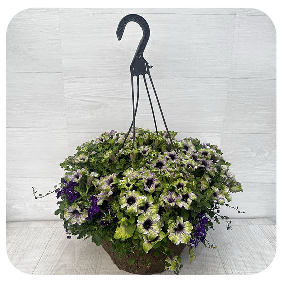Hanging Basket 'Amazonas Plum Cockatoo' Petunia