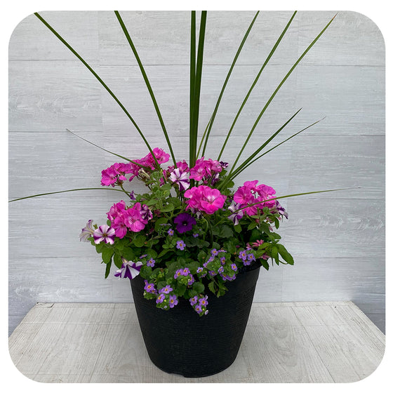 Sun arrangement round - Lavender Geranium with Blue bacopa