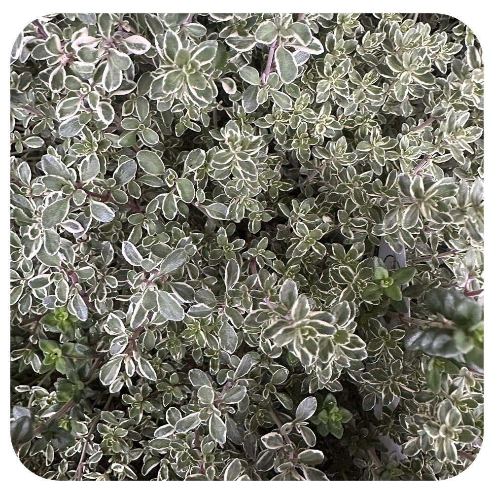 Silver Edge Lemon Thyme