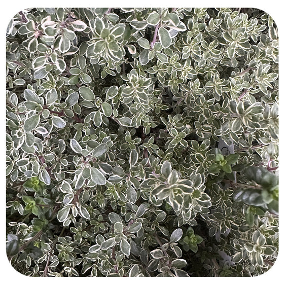 Silver Edge Lemon Thyme