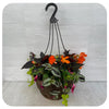 Hanging Basket Shade - Orange Mix