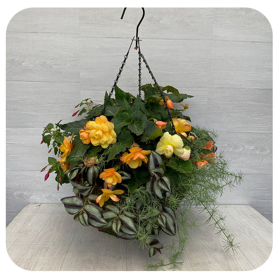 Moss Hanging Basket Shade Peach Mix