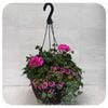 Hanging Basket Sun - Pink Geraniums with Yellow Sanvitalia and Calibrachoa