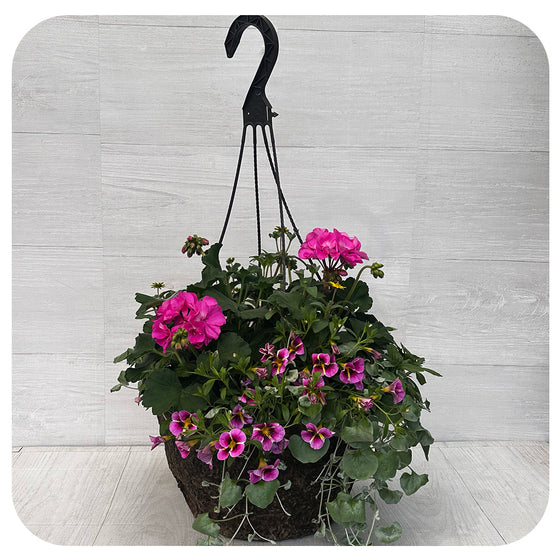 Hanging Basket Sun - Pink Geraniums with Yellow Sanvitalia and Calibrachoa