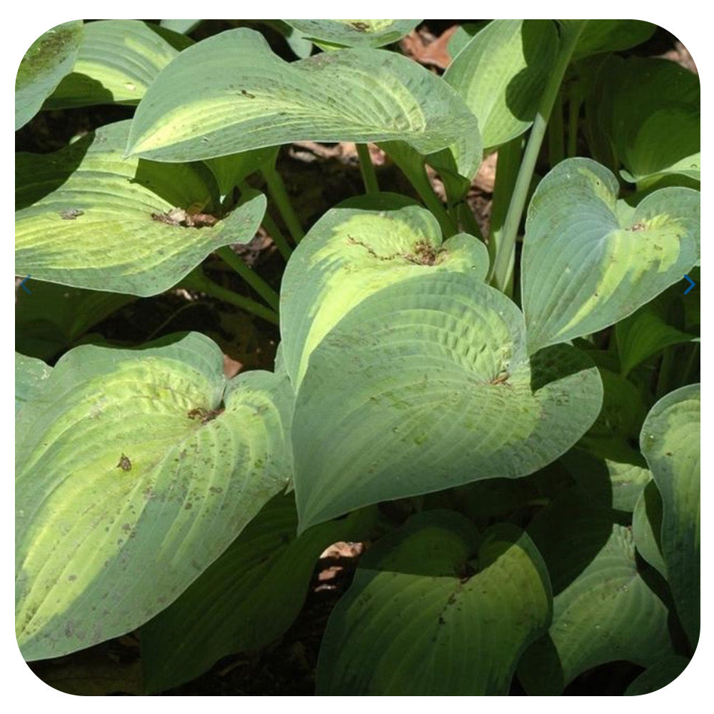 Hosta 'Paul's Glory'