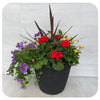 Sun arrangement round - Red Geranium with Yellow Bidens and Blue Verbena