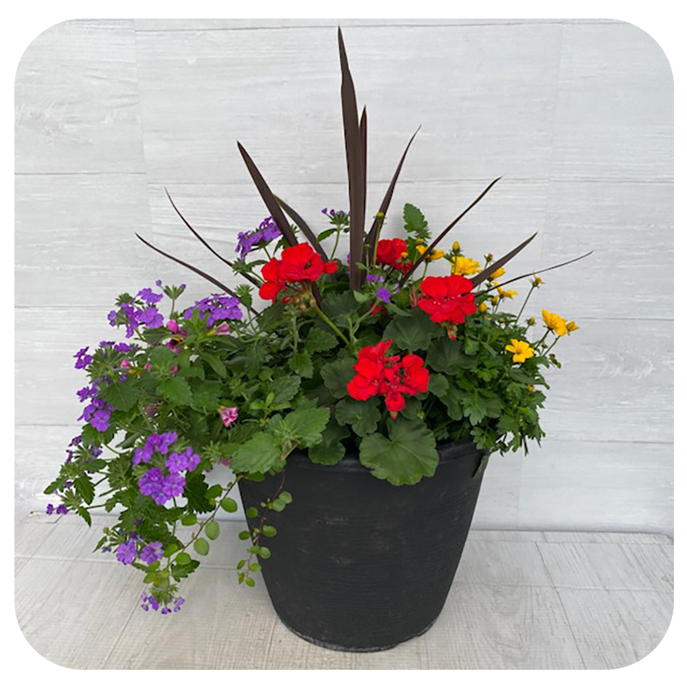 Sun arrangement round - Red Geranium with Yellow Bidens and Blue Verbena