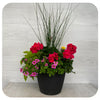 Sun arrangement round - Magenta Geranium with Pink Star Calibrachoa