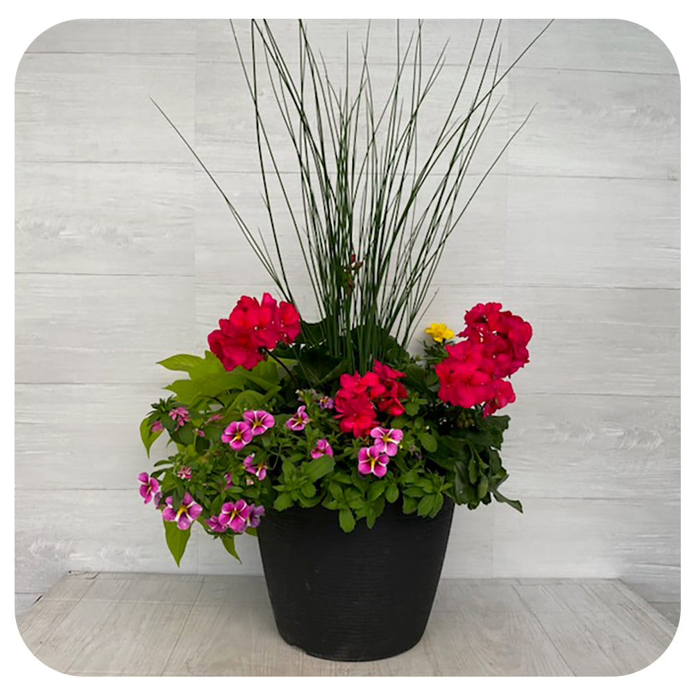 Sun arrangement round - Magenta Geranium with Pink Star Calibrachoa