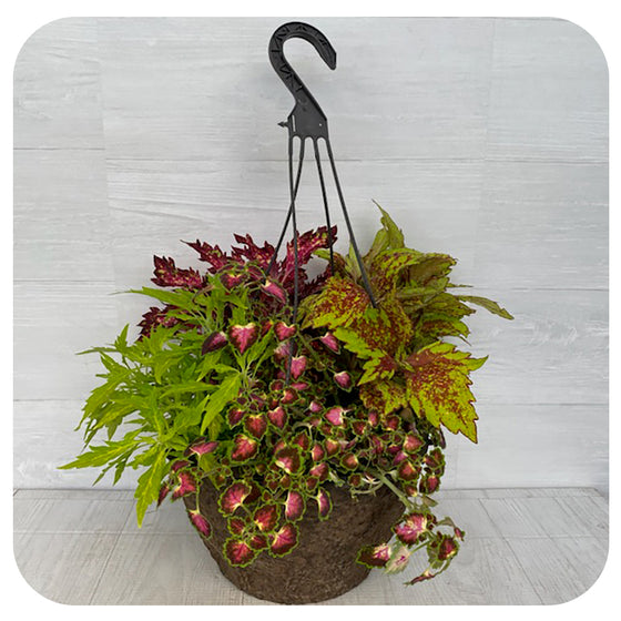 Hanging Basket Shade Coleus