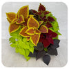 Shade arrangement Coleus Mix