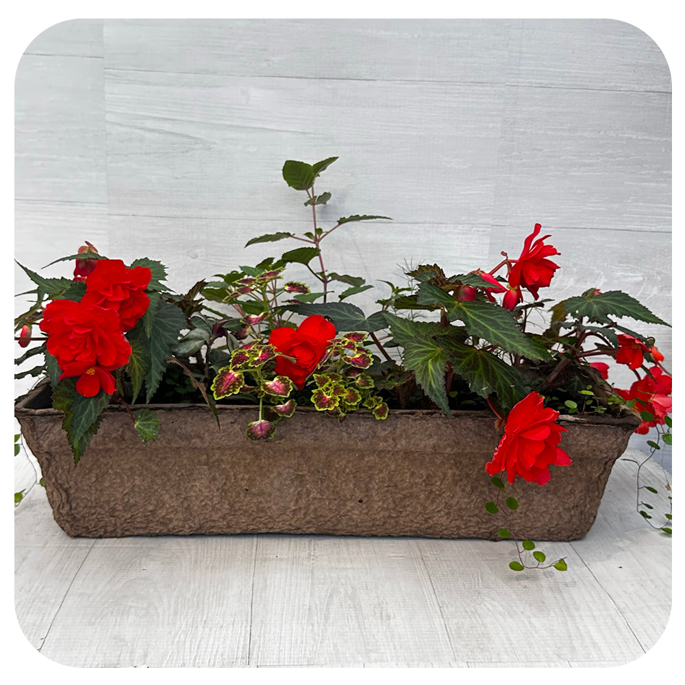 Window Box Shade- Orange mix