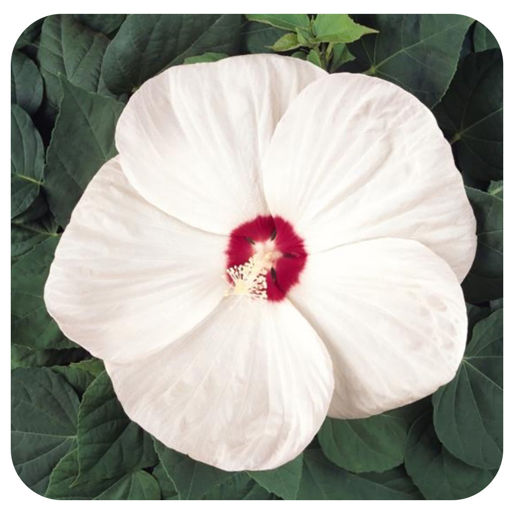 Hibiscus Luna 'White' (Hardy Hibiscus/ Rose Mallow)