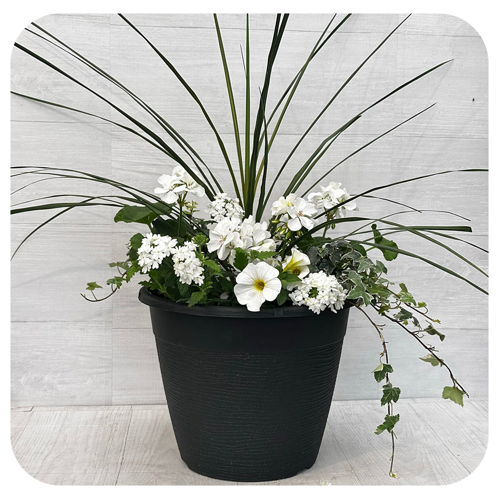 Sun arrangement round Sun - White Mix