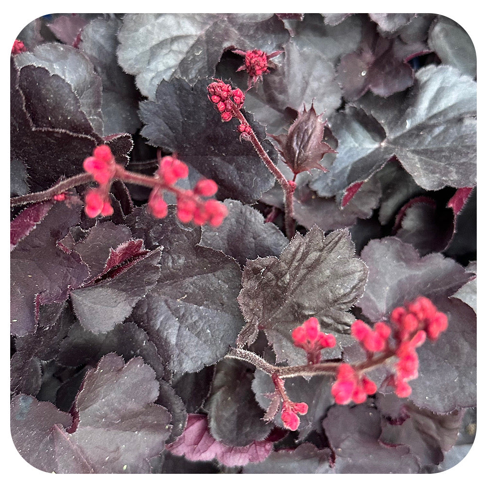 Heuchera ‘Black Forest Cake'