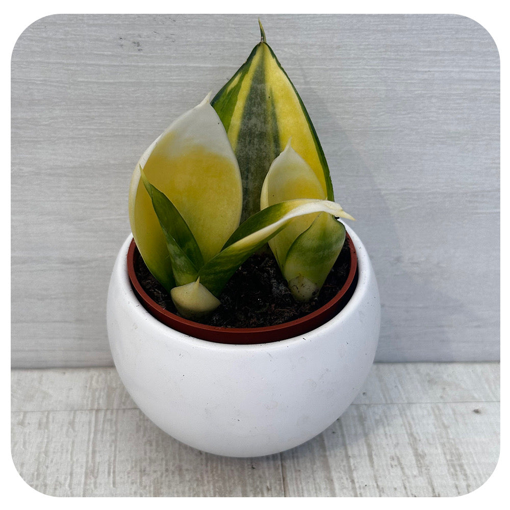 koi fin sansevieria Mini Snake Plant I Believe Koi Fin (Sansevieria)