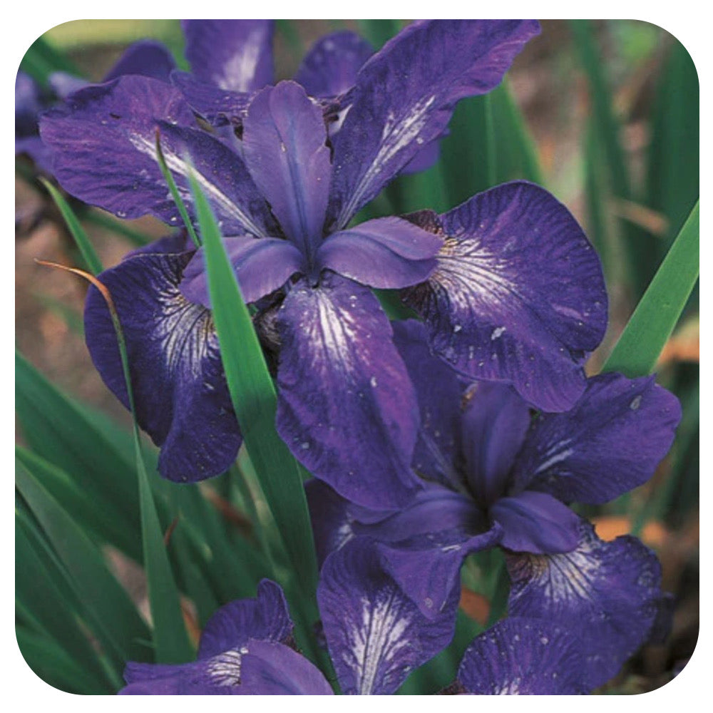 Iris sibirica. 'Caesar's Brother'