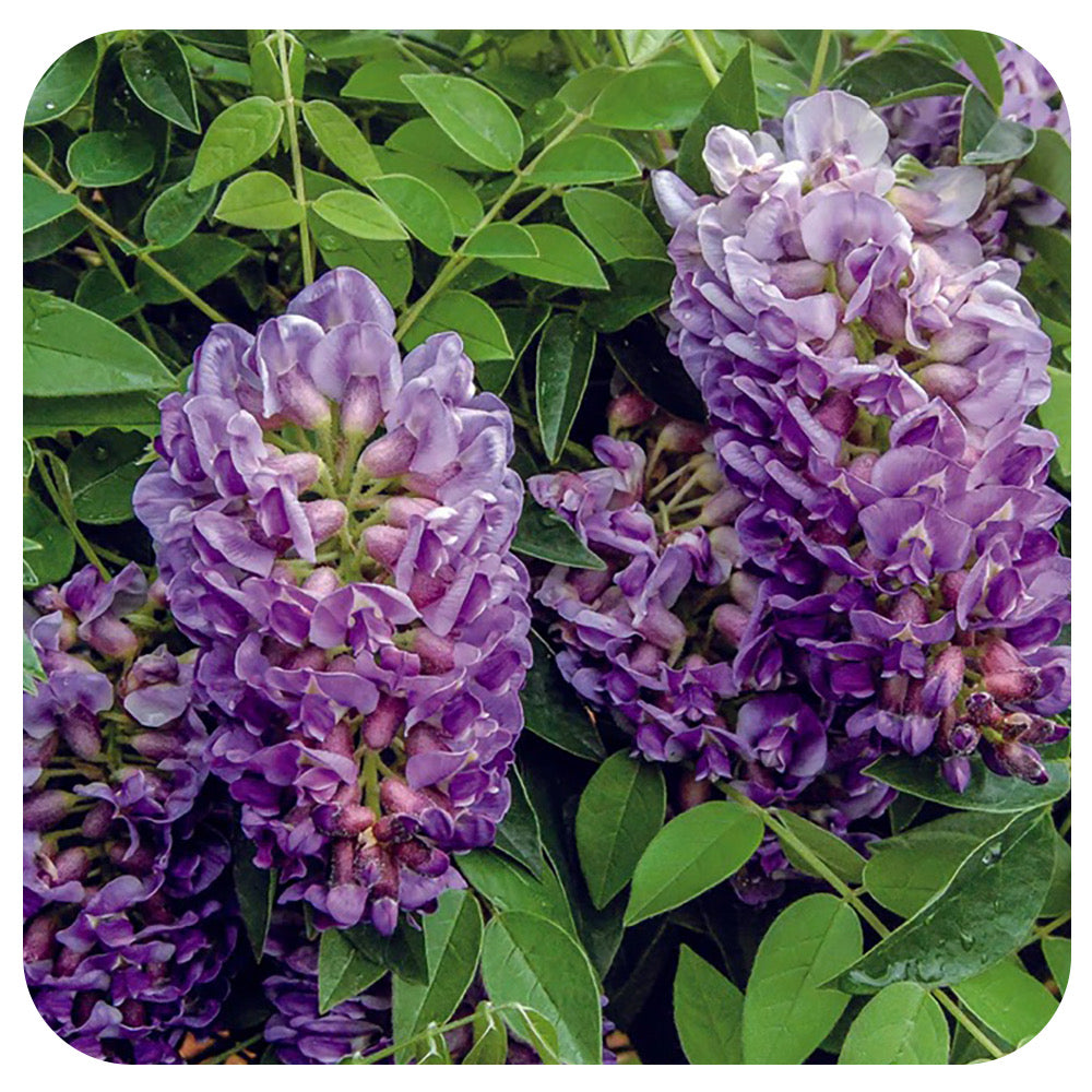 Wisteria "Amethyst Falls"