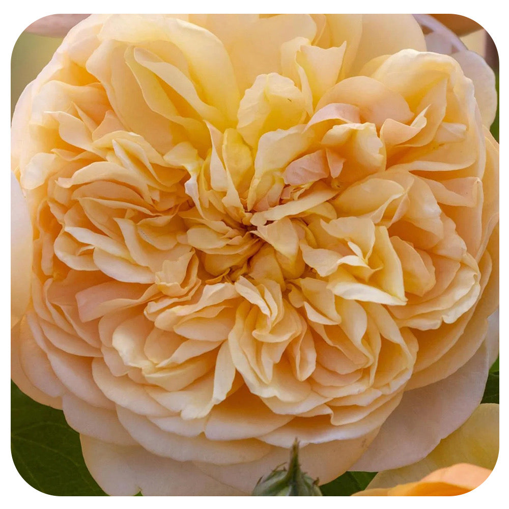 Bring Me Sunshine™ Rose by David Austin (New for 2025)