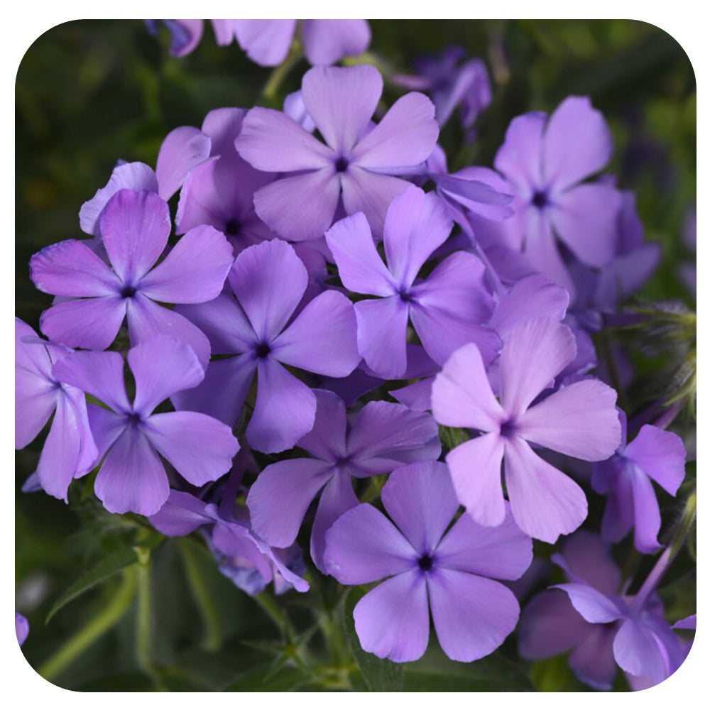 Phlox 'Candy Cloud Blue' (Mounding)