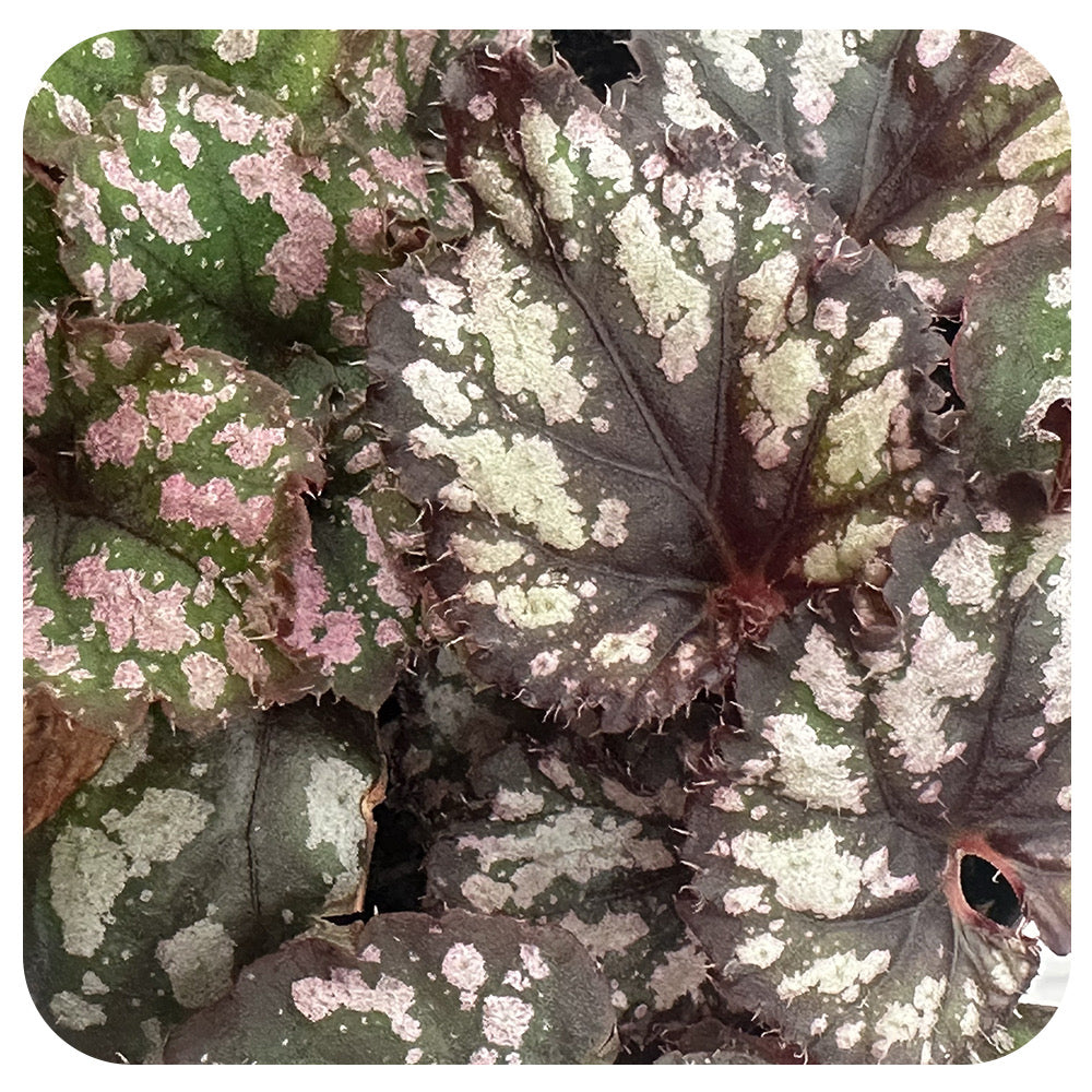 Rex Begonia -  Round Metallic Multi w. Veins