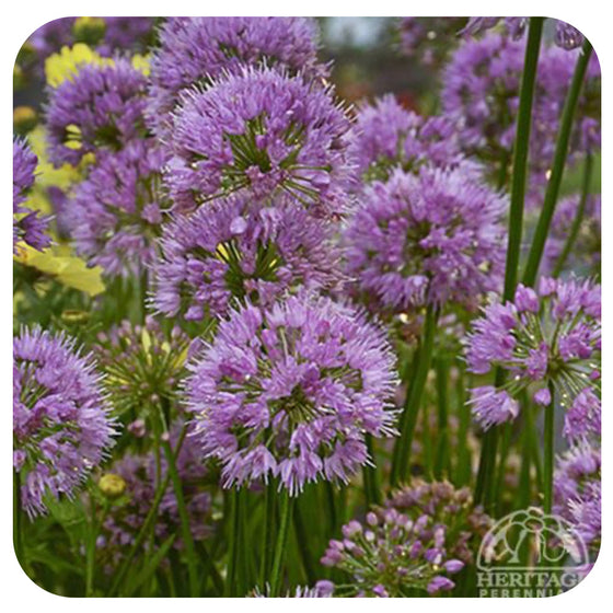 Allium 'Millenium'