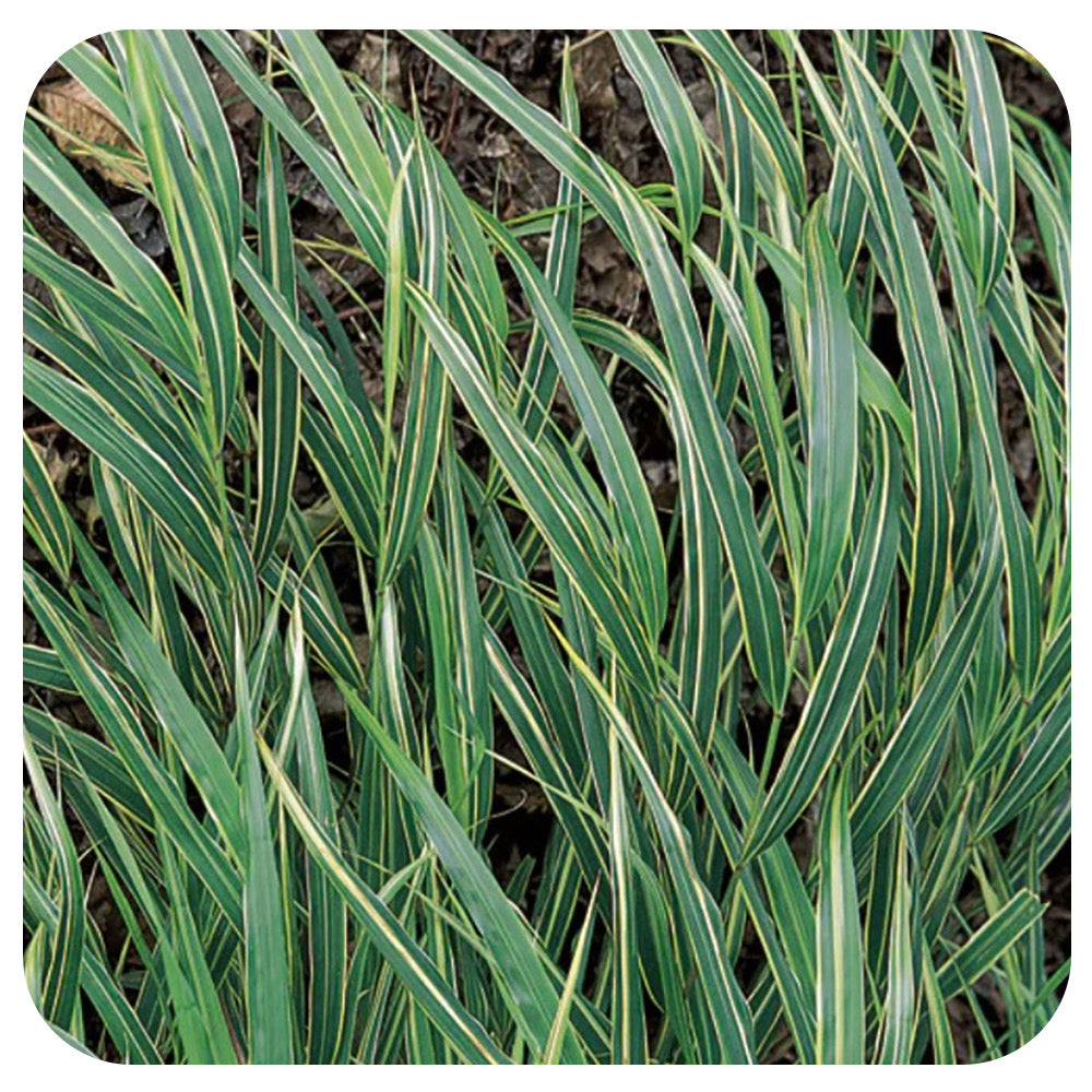 Japanese Forest Grass ‘Albostriata’ (Hakonechloa macra)