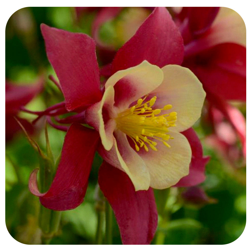 Columbine ‘Earlybird’ Red Yellow (Aquilegia hybrida)