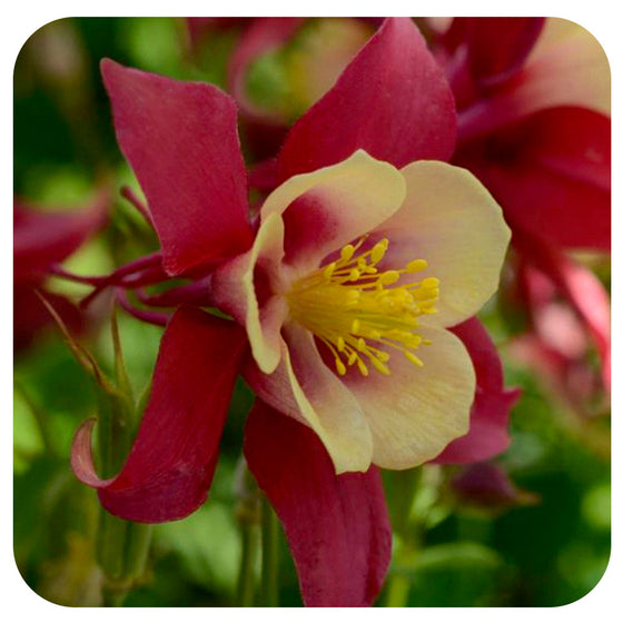 Columbine ‘Earlybird’ Red Yellow (Aquilegia hybrida)