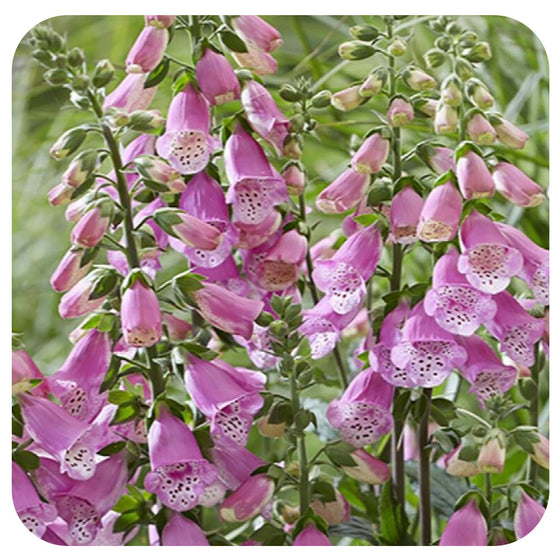 Foxglove ‘Pink Panther’ (digitalis)