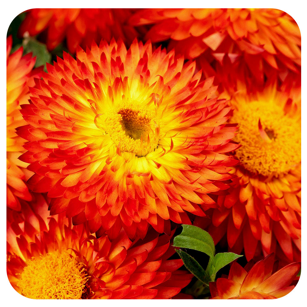Strawflower (Bracteantha)