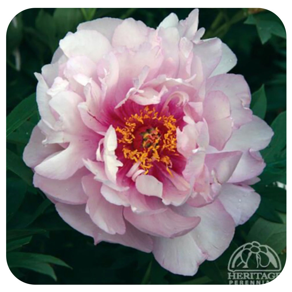 Itoh Peony ‘First Arrival’