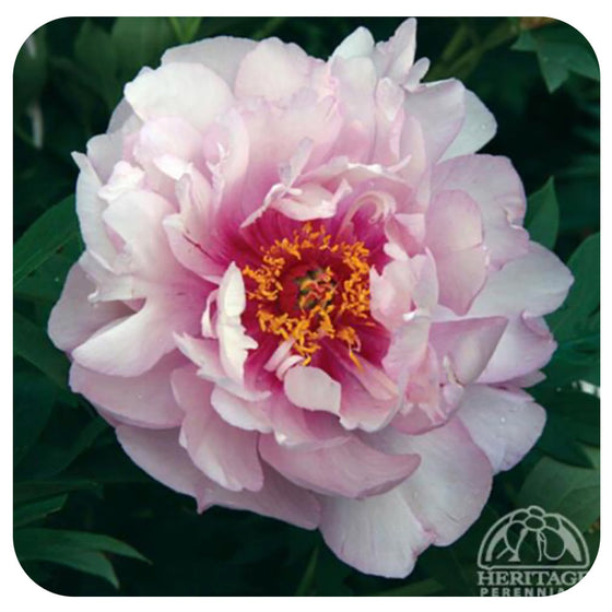 Itoh Peony ‘First Arrival’