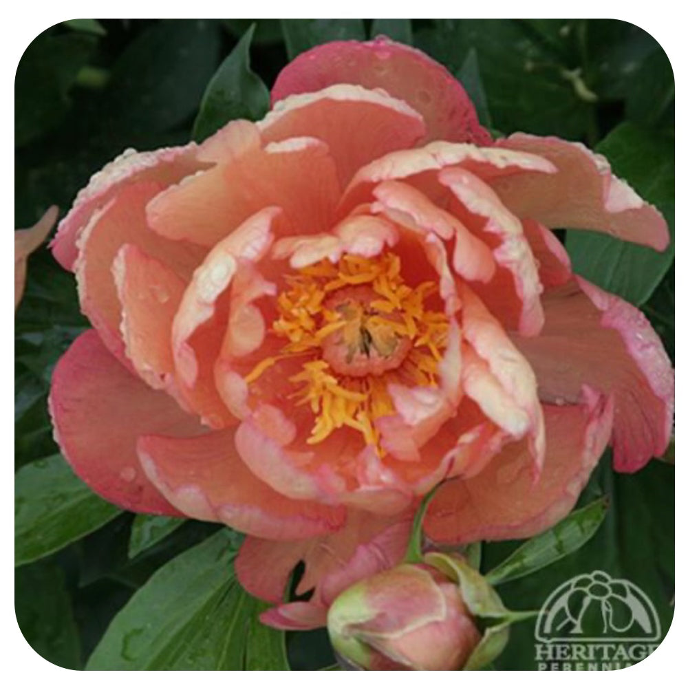 Itoh Peony ‘Scrumdidleumptious’ (Itoh Hybrid Peony)