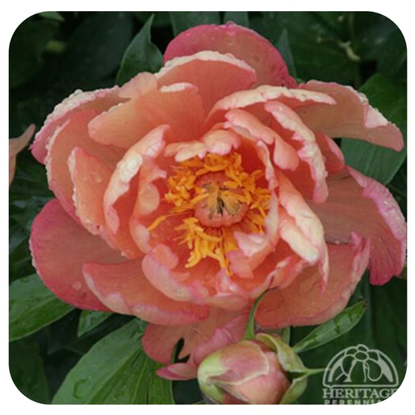 Itoh Peony ‘Scrumdidleumptious’ (Itoh Hybrid Peony) - Davenport Garden ...