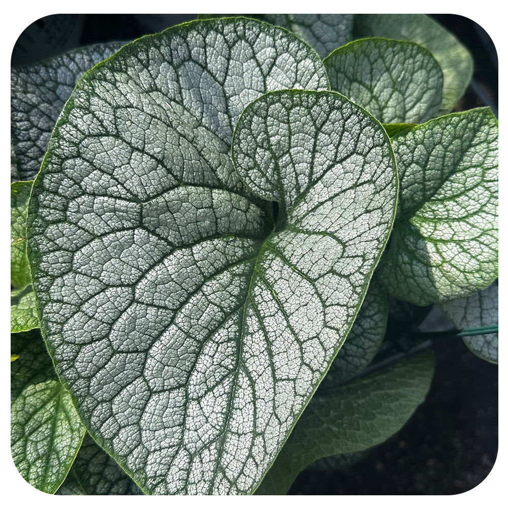 Brunnera macrophylla 'Jack of Diamonds' (Siberian bugloss)