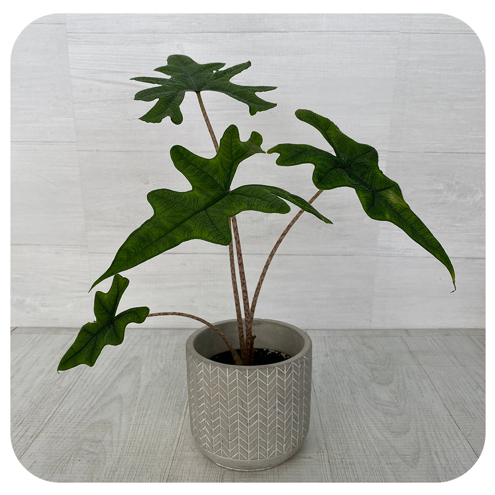 Alocasia 'Jacklyn'
